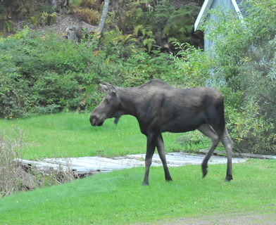 D70_1627.Moose